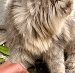 T1908035 The mother cat took her kitten in her mouth and ran for help animalso part2