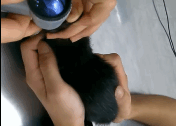 T0708026 Rescue kitten rescue rescueanimals animals animaloftiktok cat part2