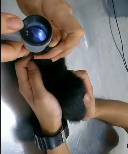 T0708026 Rescue kitten rescue rescueanimals animals animaloftiktok cat part2