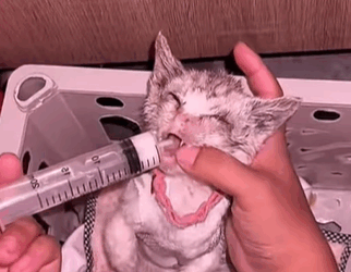 T0309043 PART Rescue poor kitten animals animalspart2