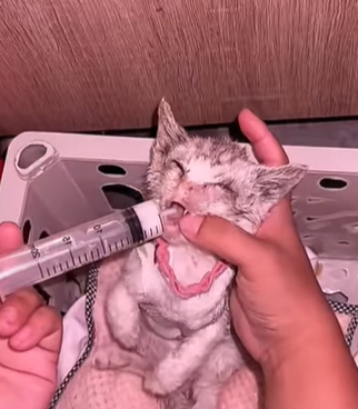 T0309043 PART Rescue poor kitten animals animalspart2