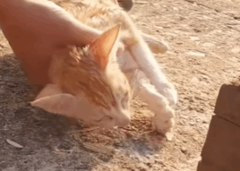 T0708023 Rescue kitten drifting to the river bank animalsoftiktok rescueanima part2