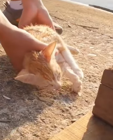 T0708023 Rescue kitten drifting to the river bank animalsoftiktok rescueanima part2