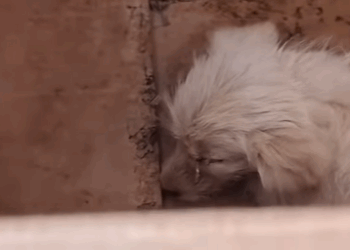 T0708013 Rescue poor dog pet xuhuong fyp trending dog petsoftiktok dogs part2