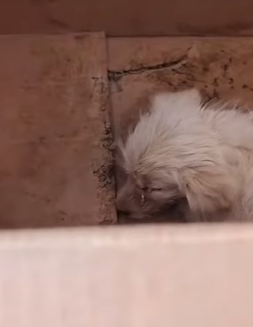 T0708013 Rescue poor dog pet xuhuong fyp trending dog petsoftiktok dogs part2