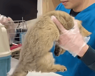 T0309045 Part RespectRespect animalslover viralvideos petsoftiktok part2