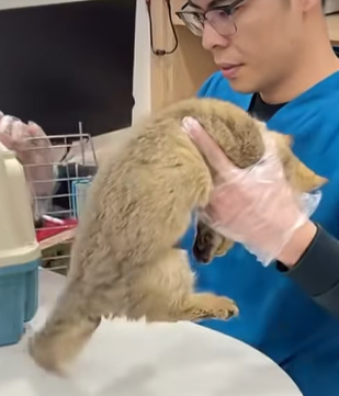 T0309045 Part RespectRespect animalslover viralvideos petsoftiktok part2