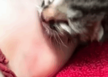 T0708028 Rescue kitten rescue rescueanimals animalsoftiktok animal part2