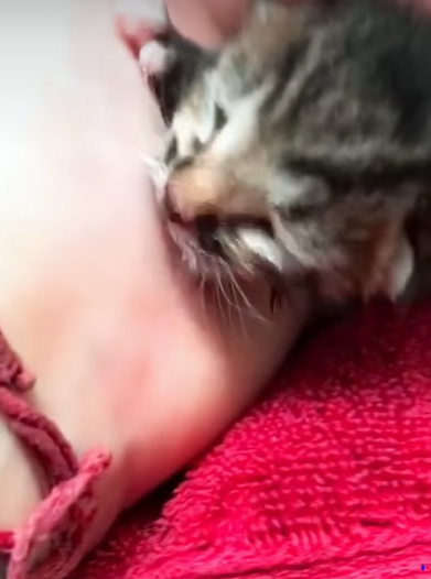 T0708028 Rescue kitten rescue rescueanimals animalsoftiktok animal part2