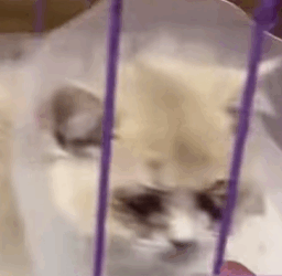 T0309039 Love is blind Respect please AdoptDontShop pets FYP part2