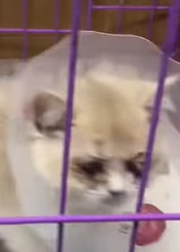 T0309039 Love is blind Respect please AdoptDontShop pets FYP part2