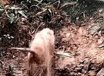 T0708018 Rescue dog wrapped in net rescueanimals animalsoftiktok fyp do part2