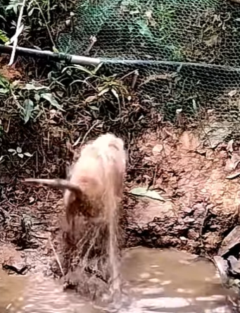 T0708018 Rescue dog wrapped in net rescueanimals animalsoftiktok fyp do part2