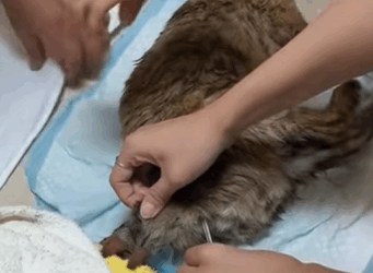 T0309032 What happened animalsoftiktok rescue animals pets for pet part2