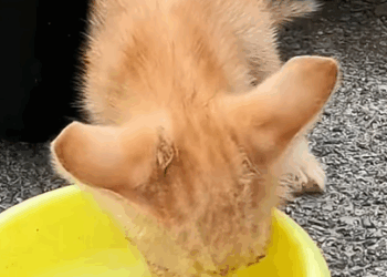 T0708025 Rescue kitten lost its mother rescue rescueanimals animals anim part2