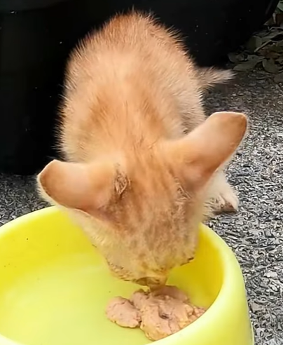 T0708025 Rescue kitten lost its mother rescue rescueanimals animals anim part2