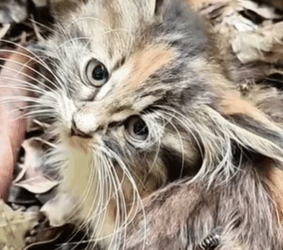 T0309046 pets animalslover foru FYP pet animalsof part2