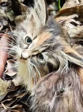 T0309046 pets animalslover foru FYP pet animalsof part2