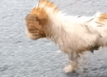 T0708017 Rescue dog wandering wet on the street rescueanimals animalsoftikt part2