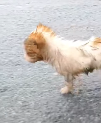 T0708017 Rescue dog wandering wet on the street rescueanimals animalsoftikt part2