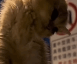 T0309020 Rescue stray cats rescue cute love helpanimals cat catsoftikto part2