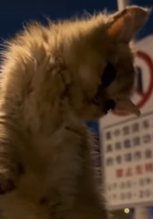 T0309020 Rescue stray cats rescue cute love helpanimals cat catsoftikto part2