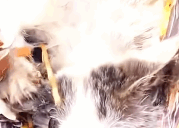 T0708024 rescue kitten from landfill animalsoftiktok rescueanimals puppy part2