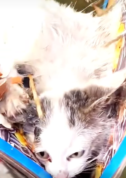 T0708024 rescue kitten from landfill animalsoftiktok rescueanimals puppy part2