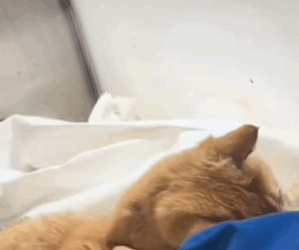 T0309019 Rescue stray cats rescue cute love helpanimals cat catsoftikto part2