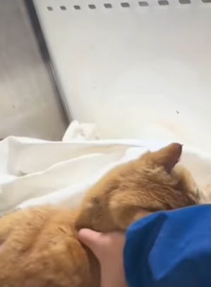 T0309019 Rescue stray cats rescue cute love helpanimals cat catsoftikto part2