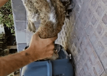 T0708019 Rescue family cat rescue recueanimals animals cat catsoftiktok part2