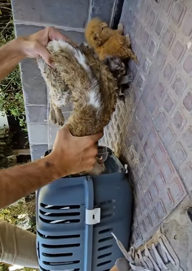 T0708019 Rescue family cat rescue recueanimals animals cat catsoftiktok part2