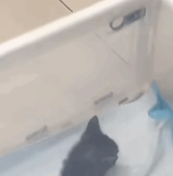 T0309012 rescued little kitten part2