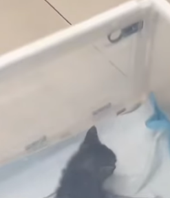 T0309012 rescued little kitten part2