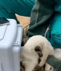 T1908053 Rescue cat rescue animal animalsoftiktok rescueanimals catsoftiktok rescuecat part2