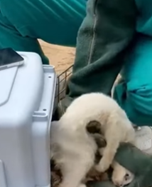 T1908053 Rescue cat rescue animal animalsoftiktok rescueanimals catsoftiktok rescuecat part2