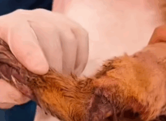 T0309038 help this poor cat AdoptDontShop pets animalslover foru FYP part2