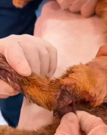 T0309038 help this poor cat AdoptDontShop pets animalslover foru FYP part2