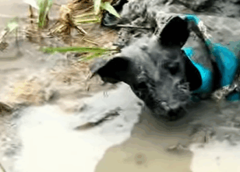T0708015 Rescue dog that was abandoned and struggling in mud puddle animal part2