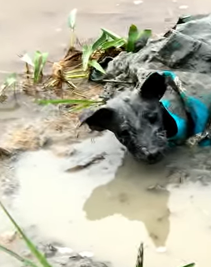 T0708015 Rescue dog that was abandoned and struggling in mud puddle animal part2