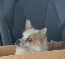 T0309026 Rescue stray dogs rescue cute love helpanimals dog part2