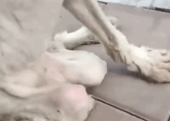 T0708009 Rescue poor dog pet xuhuong fyp trending dog dogsoftiktok pets part2