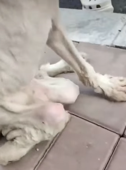 T0708009 Rescue poor dog pet xuhuong fyp trending dog dogsoftiktok pets part2