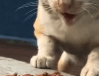 T0309033 Girl feeds stray cat and the happy ending animal rescueanimal part2