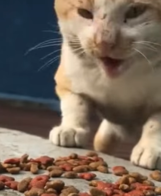 T0309033 Girl feeds stray cat and the happy ending animal rescueanimal part2