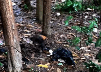 T0708016 Rescue dog wandering in the woods while it was raining animalsoftiktok part2
