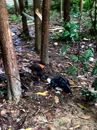 T0708016 Rescue dog wandering in the woods while it was raining animalsoftiktok part2