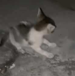 T0309018 Rescue stray cats rescue cute love helpanimals cat catsoftikto part2