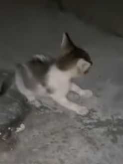 T0309018 Rescue stray cats rescue cute love helpanimals cat catsoftikto part2