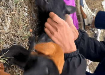 T0708021 Rescue family of dogs puppy puppytiktok rescue rescueanimals part2